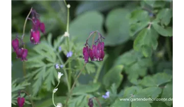 Gartenbaumschule Becker