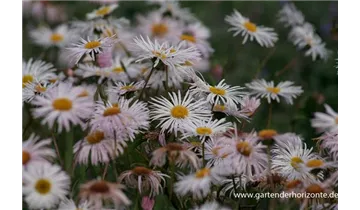 Gartenbaumschule Becker