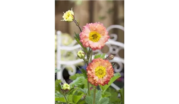 Gartenbaumschule Becker