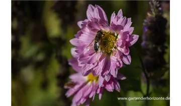 Gartenbaumschule Becker