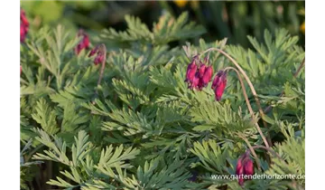 Gartenbaumschule Becker