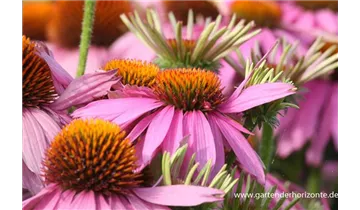 Gartenbaumschule Becker