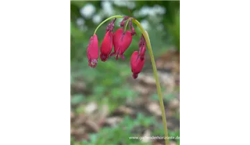 Gartenbaumschule Becker