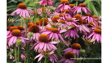 Gartenbaumschule Becker