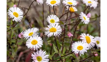 Gartenbaumschule Becker