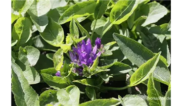 Gartenbaumschule Becker