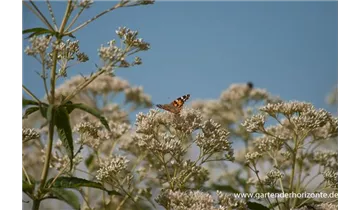 Gartenbaumschule Becker