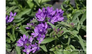 Gartenbaumschule Becker