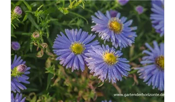 Gartenbaumschule Becker
