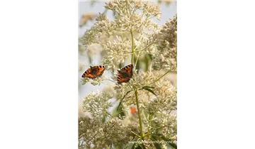 Gartenbaumschule Becker