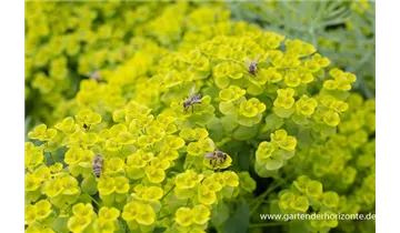 Gartenbaumschule Becker