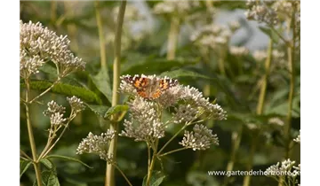 Gartenbaumschule Becker