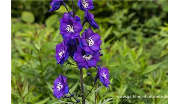 Gartenbaumschule Becker