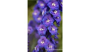 Gartenbaumschule Becker