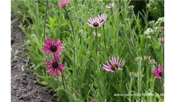 Gartenbaumschule Becker