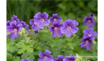 Gartenbaumschule Becker