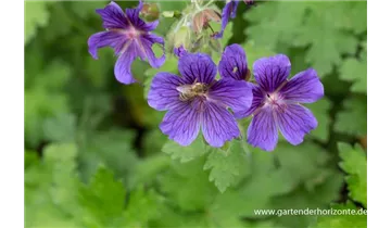 Gartenbaumschule Becker