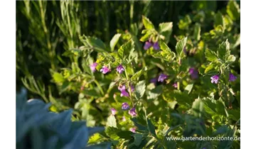 Gartenbaumschule Becker
