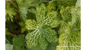 Gartenbaumschule Becker