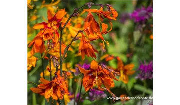 Gartenbaumschule Becker