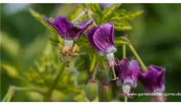 Gartenbaumschule Becker