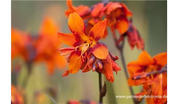 Gartenbaumschule Becker