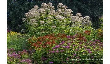 Gartenbaumschule Becker