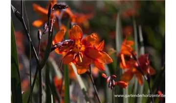 Gartenbaumschule Becker