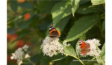 Gartenbaumschule Becker