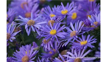 Gartenbaumschule Becker