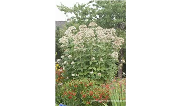 Gartenbaumschule Becker