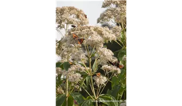 Gartenbaumschule Becker
