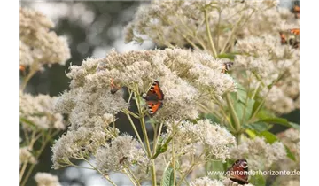 Gartenbaumschule Becker