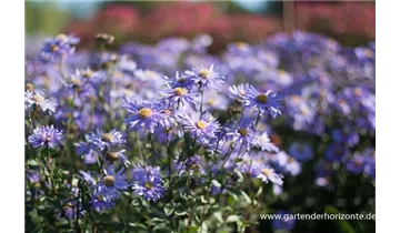 Gartenbaumschule Becker