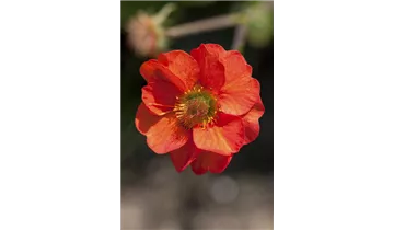 Gartenbaumschule Becker