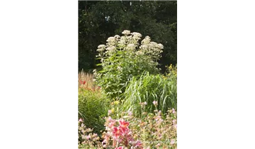 Gartenbaumschule Becker