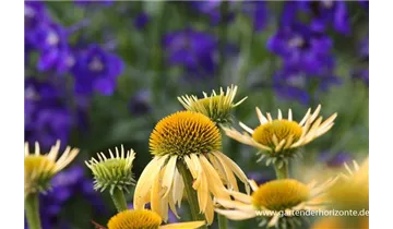 Gartenbaumschule Becker