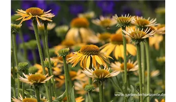 Gartenbaumschule Becker