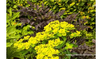 Gartenbaumschule Becker