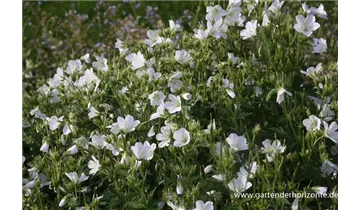 Gartenbaumschule Becker