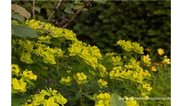 Gartenbaumschule Becker