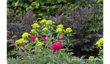 Gartenbaumschule Becker