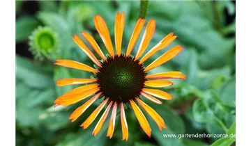 Gartenbaumschule Becker