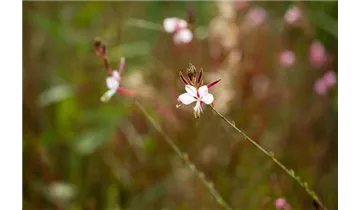 Gartenbaumschule Becker