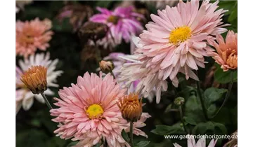 Gartenbaumschule Becker