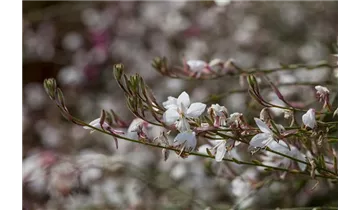 Gartenbaumschule Becker