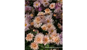 Gartenbaumschule Becker