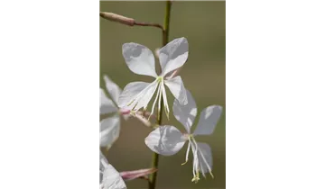 Gartenbaumschule Becker