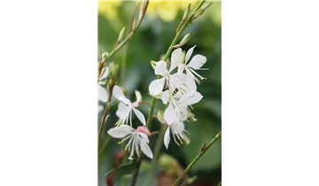 Gartenbaumschule Becker