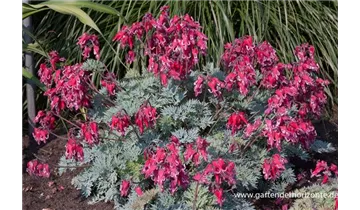 Gartenbaumschule Becker